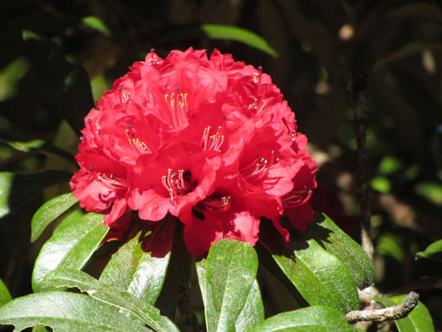 泰國 茵他儂國家公園 (Doi Inthanon National Park) 山頂 - Ericaceae 杜鵑花科