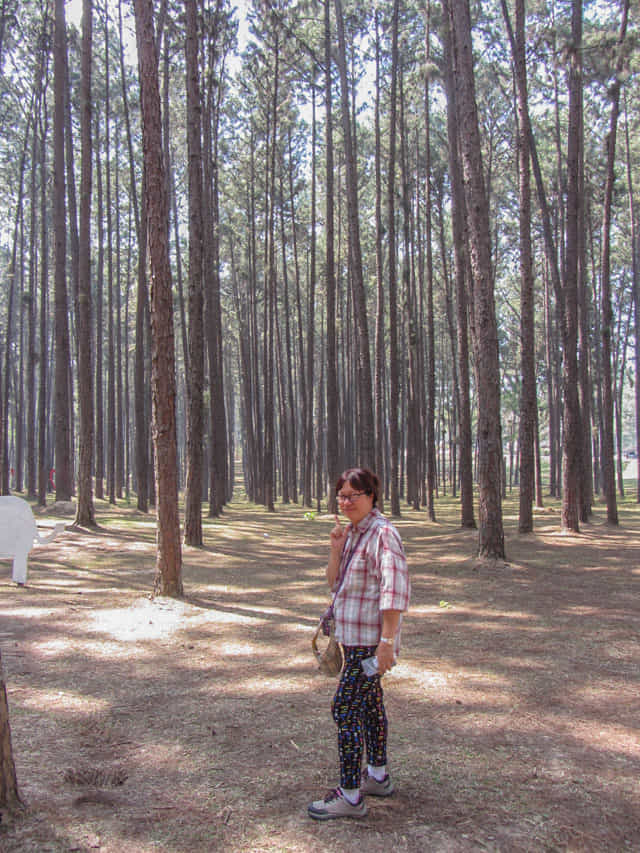 泰國 Boa Keaw Pine Park 松樹林公園