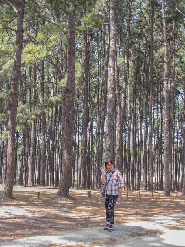 泰國 Boa Keaw Pine Park 松樹林公園