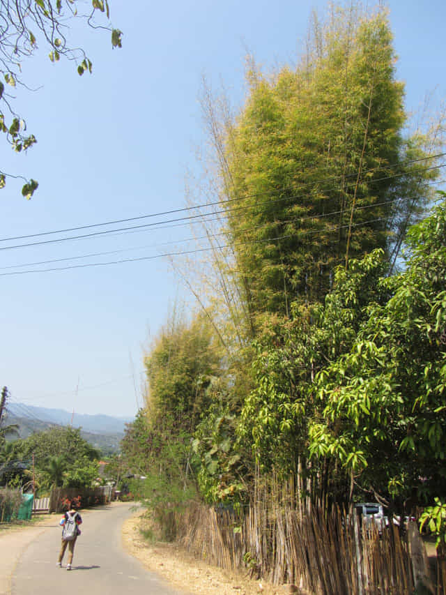 泰國夜沙良 (Mae Sariang / อำเภอแม่สะเรียง) Phrathat Chom Thong 登山路