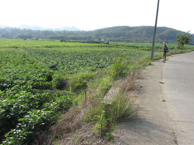 泰國夜沙良 (Mae Sariang / อำเภอแม่สะเรียง) 田園景色