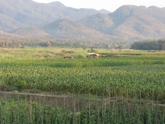 泰國夜沙良 (Mae Sariang / อำเภอแม่สะเรียง) 田園風光