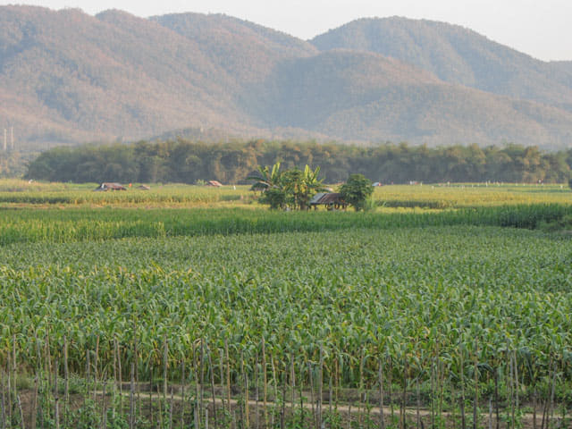 泰國夜沙良 (Mae Sariang / อำเภอแม่สะเรียง) 田園風光