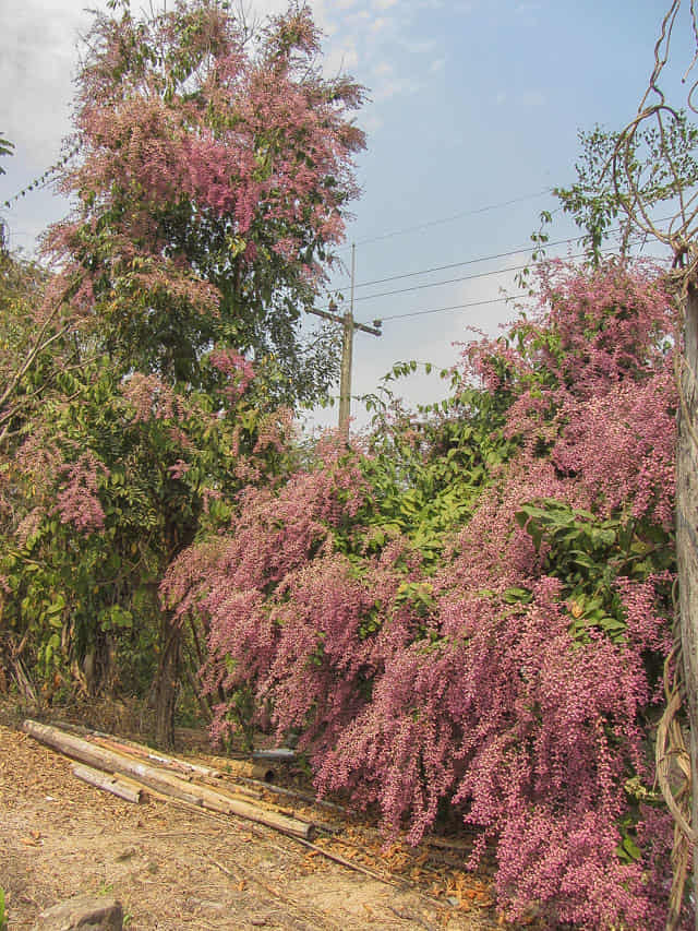 泰國 拜縣 (Pai) 1095公路