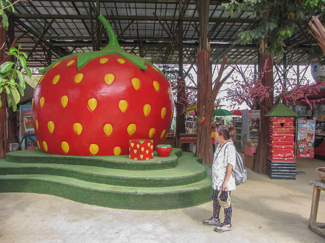 泰國 拜縣 (Pai) 拜縣草莓園 (Love Strawberry Pai)