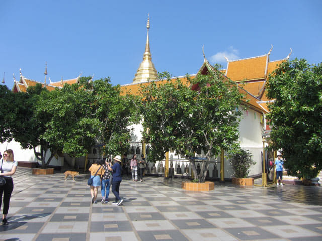 泰國 清邁 素帖寺 (Wat Phra That Doi Suthep)