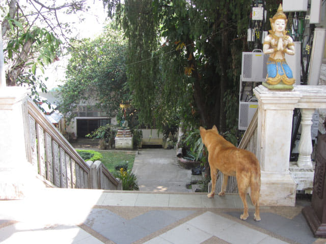 泰國 清邁 素帖寺 (Wat Phra That Doi Suthep)