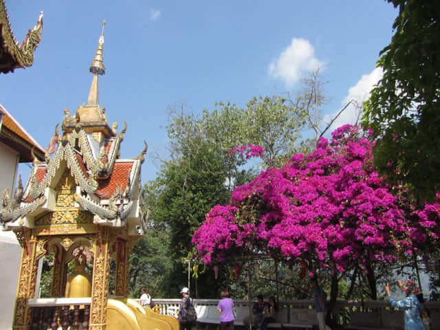 泰國 清邁 素帖寺 (Wat Phra That Doi Suthep)