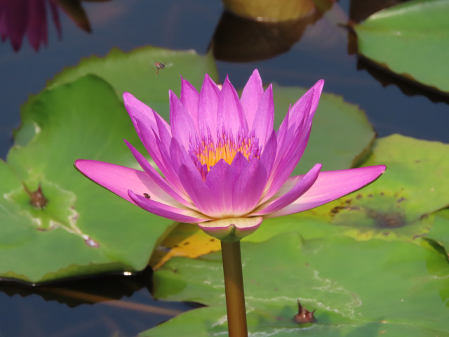 曼谷詩麗吉王后公園 (Queen Sirikit Park)