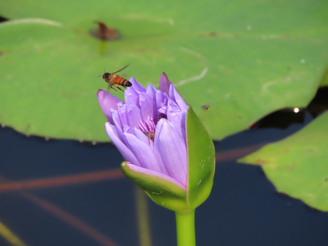 曼谷詩麗吉王后公園 (Queen Sirikit Park)