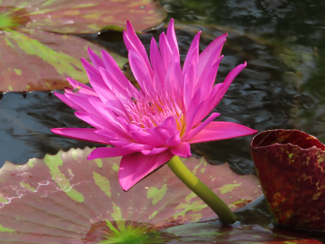 曼谷詩麗吉王后公園 (Queen Sirikit Park)