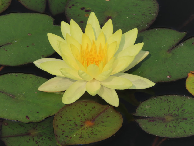 曼谷詩麗吉王后公園 (Queen Sirikit Park)