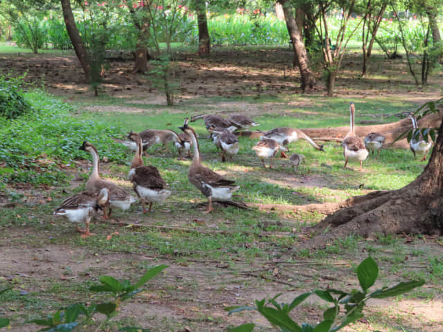 曼谷詩麗吉王后公園 (Queen Sirikit Park)