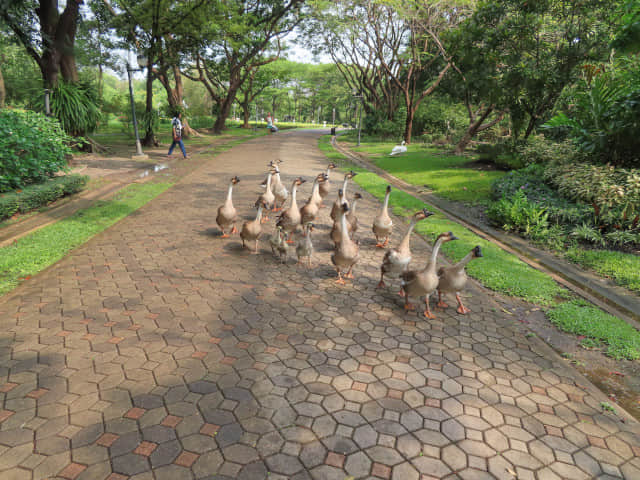 曼谷詩麗吉王后公園 (Queen Sirikit Park)