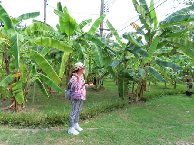曼谷詩麗吉王后公園 (Queen Sirikit Park)