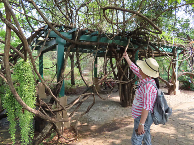 曼谷詩麗吉王后公園 (Queen Sirikit Park)