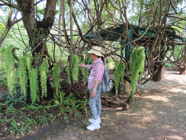 曼谷詩麗吉王后公園 (Queen Sirikit Park)