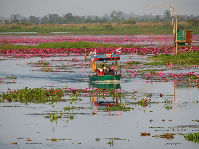 烏隆府紅蓮花海