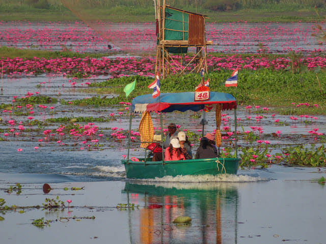 烏隆府紅蓮花海