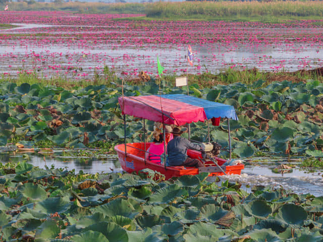 烏隆府紅蓮花海