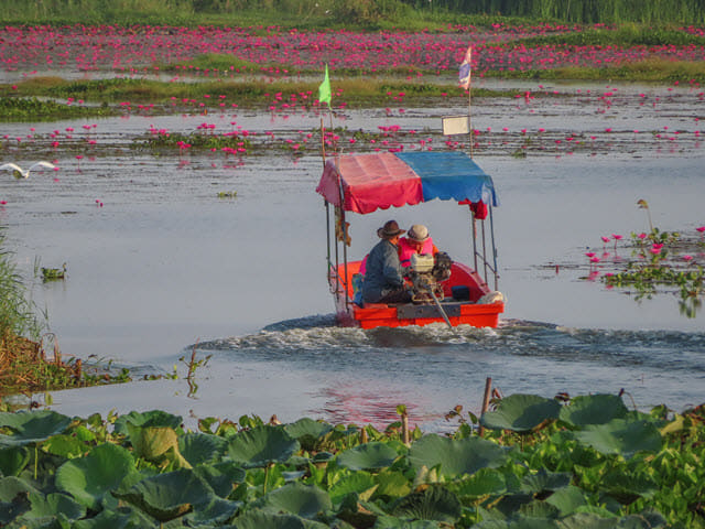 烏隆府紅蓮花海
