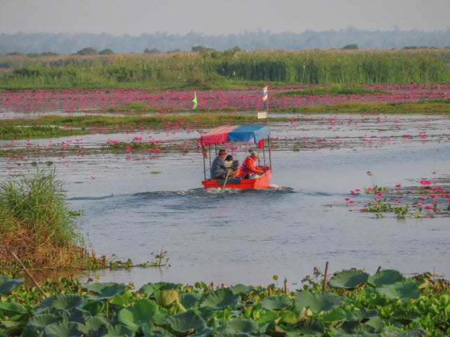 烏隆府紅蓮花海