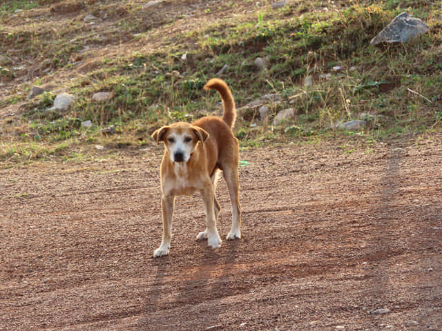 烏隆府紅蓮花海碼頭
