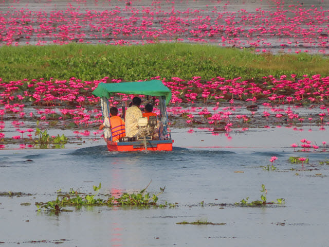 烏隆府紅蓮花海