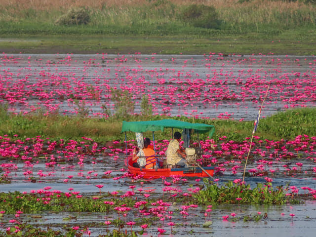 烏隆府紅蓮花海