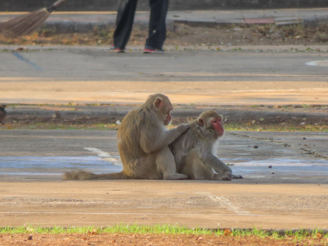 烏隆 Kumphawapi 猴子自然公園 (Monkey Nature Park)
