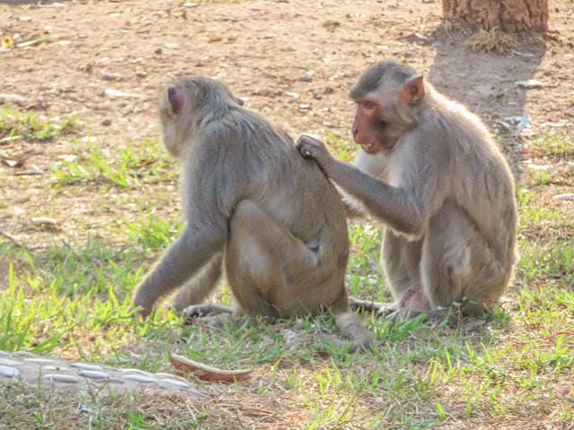 烏隆 Kumphawapi 猴子自然公園 (Monkey Nature Park)