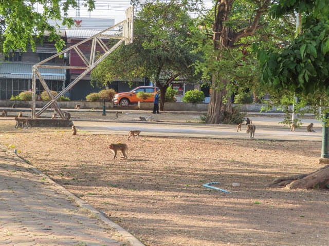 烏隆 Kumphawapi 猴子自然公園 (Monkey Nature Park)