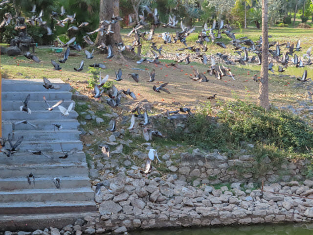 烏隆市 Nong Prajak Park