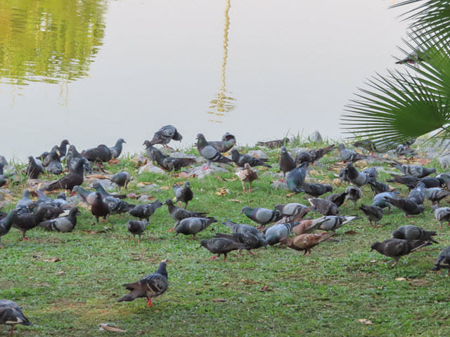 烏隆市 Nong Prajak Park