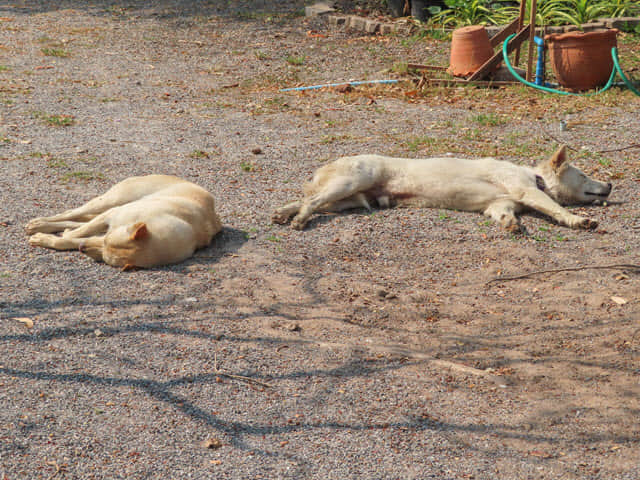 Sakon Nakhon Nong Han 湖生態公園