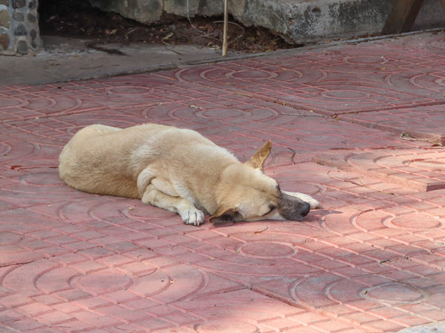 Sakon Nakhon Nong Han 湖生態公園