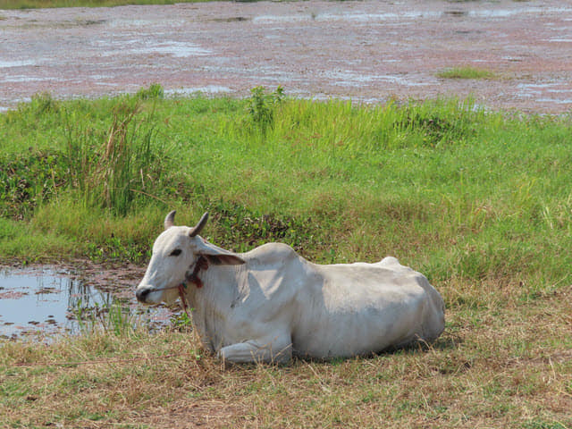 Sakon Nakhon Nong Han 湖