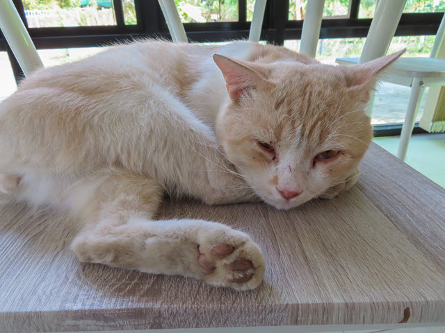 Khong Chiam 班可奈塔瓦旅館 baan kieng tawan