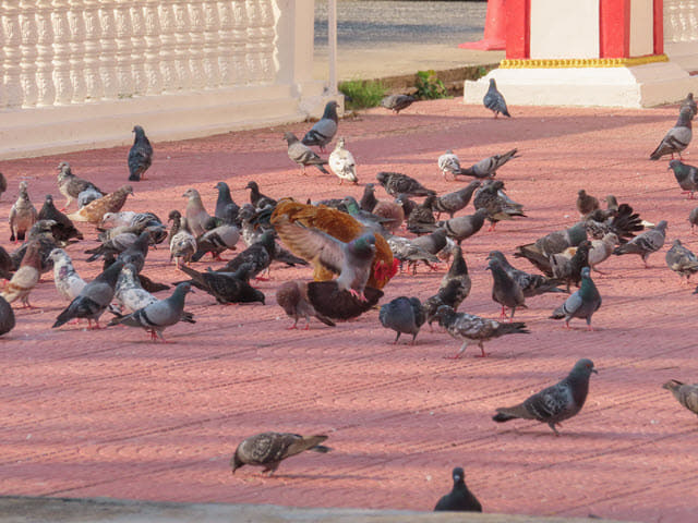 烏汶市 Ubon Ratchathani Wat Maha Wanaram