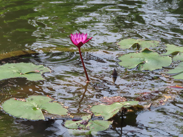 อนุสาวรีย์พระประทุมวรราชสุริยวงษ์ เจ้าคำผง 紀念公園