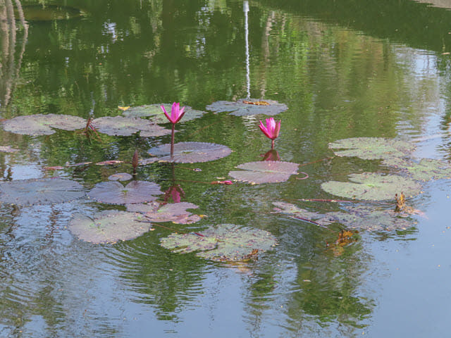 烏汶 Ubon Ratchathani Thung Si Muang Park 公園