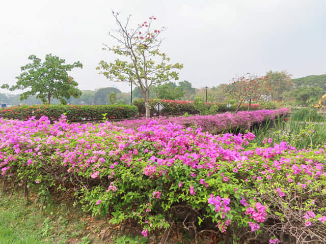 曼谷 班嘉奇蒂公園 Benjakitti Park