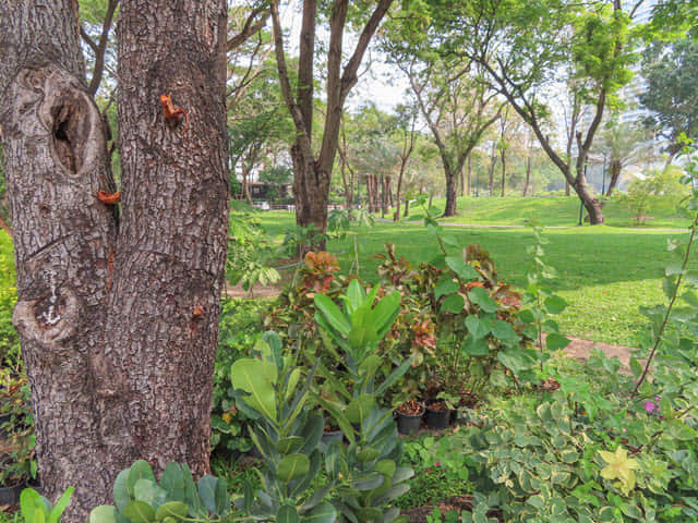 曼谷 班嘉奇蒂公園 Benjakitti Park